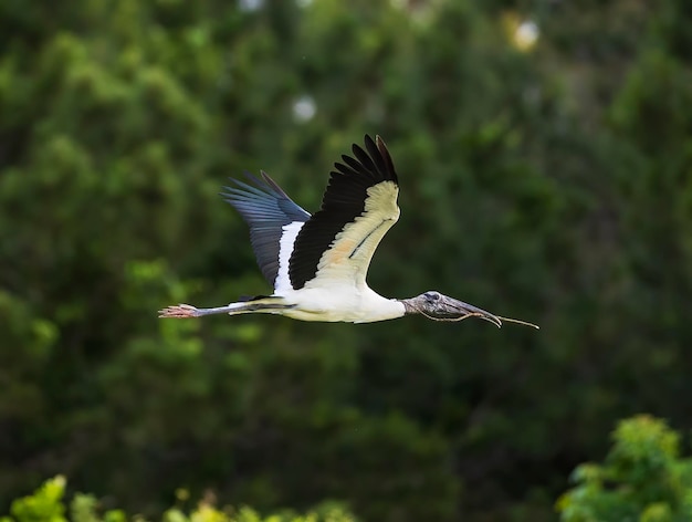 Cigüeña de madera en vuelo al sitio de anidación