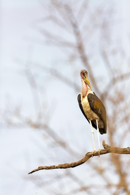 Cigüeña marabú en Sudáfrica