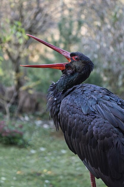 Cigüeña negra liberada en el parque salvaje