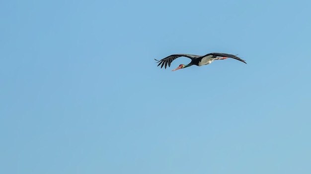 Cigüeña negra volando, Ciconia nigra.