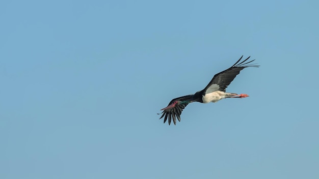 Cigüeña negra volando, Ciconia nigra.