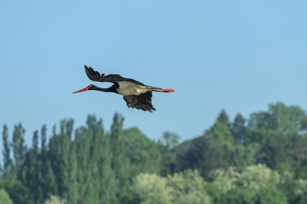 Cigüeña negra volando, Ciconia nigra.