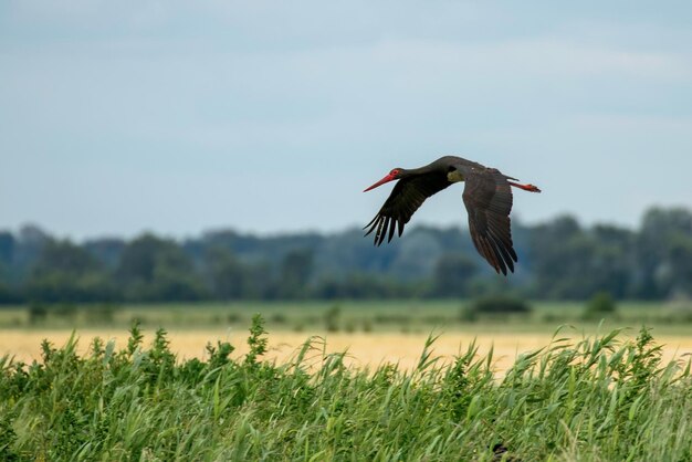 Cigüeña negra en vuelo Ciconia nigra