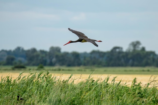 Cigüeña negra en vuelo Ciconia nigra