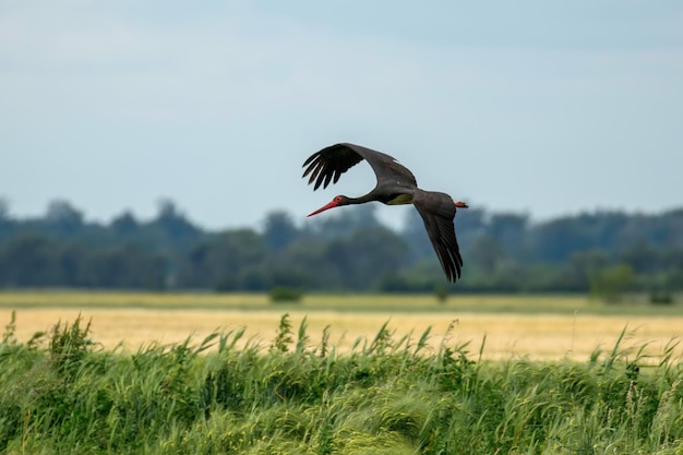 Cigüeña negra en vuelo Ciconia nigra