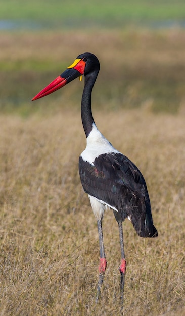 Cigüeña de pico de silla en la sabana