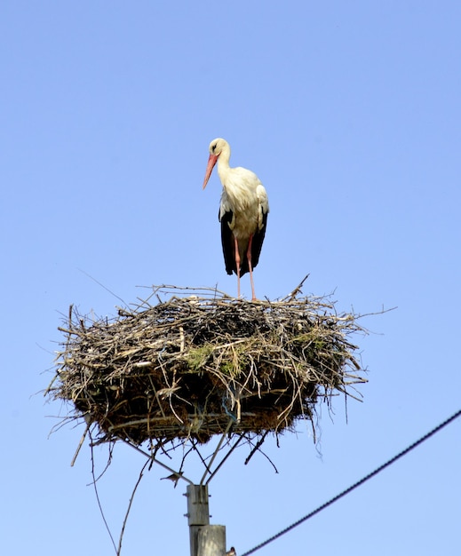 cigüeña regresando a su nido en la imagen de los meses de primavera