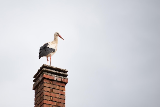 La cigüeña sentada en una chimenea Migración de aves en Alsacia Oberbronn Francia reproducción en primavera