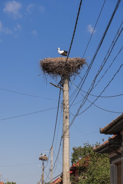 Una cigüeña solitaria se encuentra en un nido que creó en un poste de luz eléctrica junto a edificios residenciales