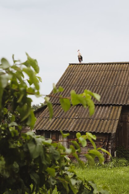 Cigüeña en el techo de una casa de madera en el pueblo