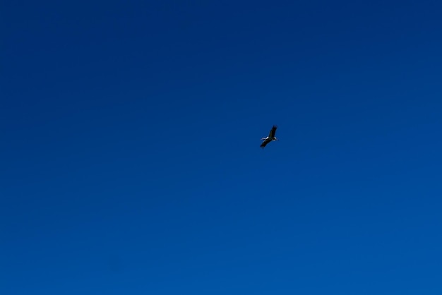 Cigüeña volando en el cielo azul con nubes blancas