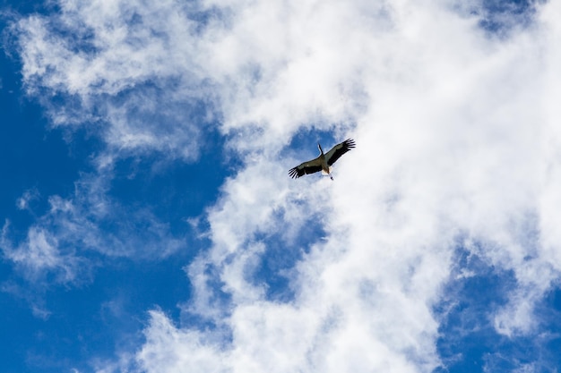 Cigüeña volando en el cielo azul con nubes blancas