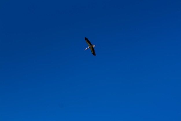 Cigüeña volando en el cielo azul con nubes blancas