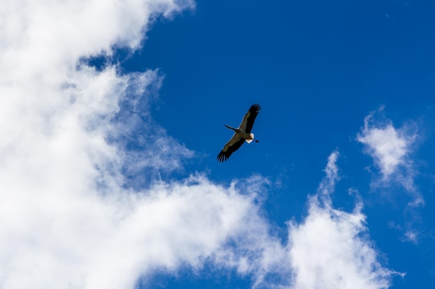 Cigüeña volando en el cielo azul con nubes blancas