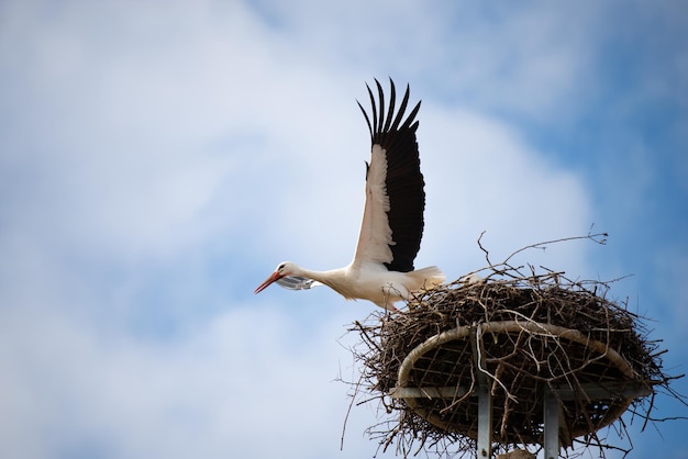 Foto la cigüeña volando hacia el nido con ramas migración de aves en alsacia oberbronn francia reproducción en primavera