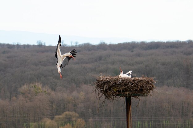 Foto la cigüeña volando hacia el nido con ramas migración de aves en alsacia oberbronn francia reproducción en primavera