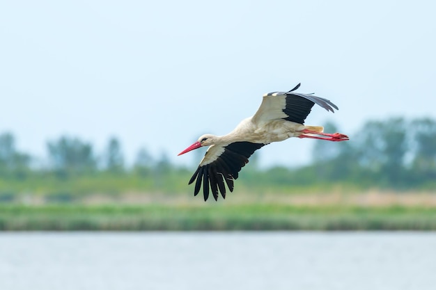 Cigüeña volando sobre la superficie del agua