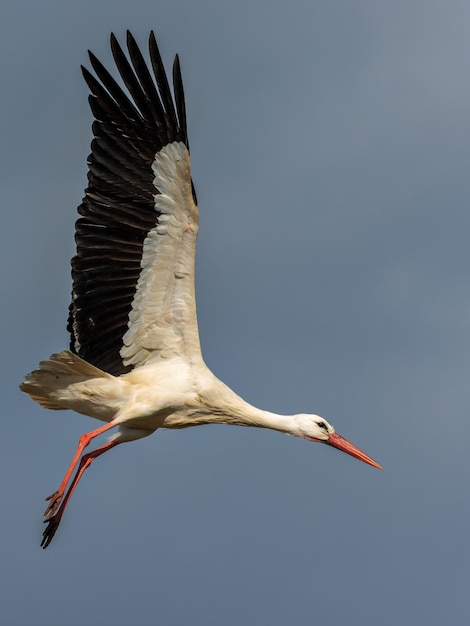 Cigüeña en vuelo Cigüeña en su entorno natural