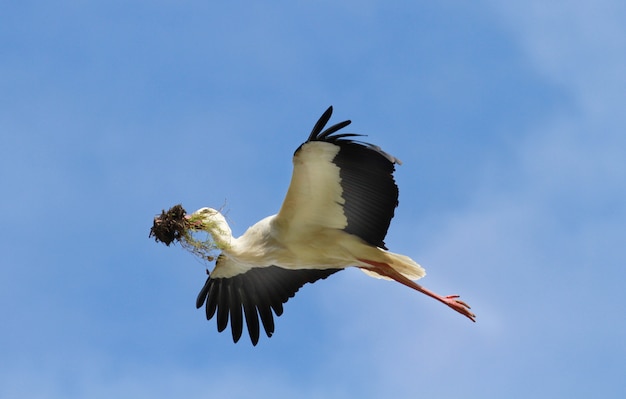 cigüeña en vuelo con ramitas