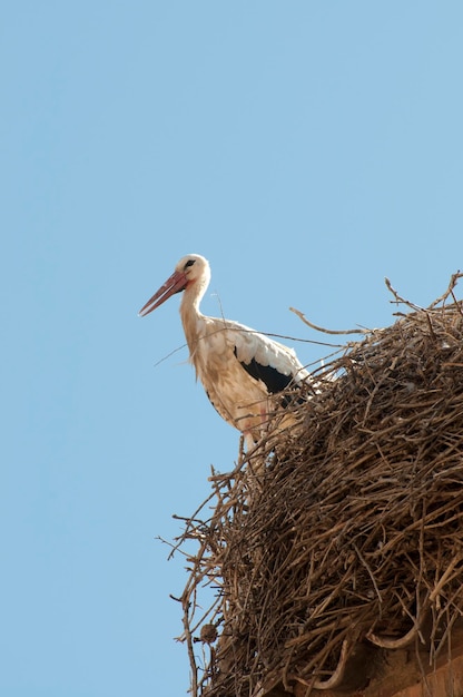 Cigüeña