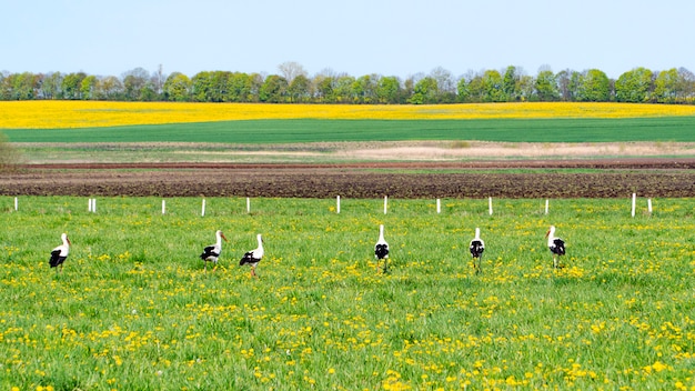 Cigüeñas blancas de pie en un campo verde