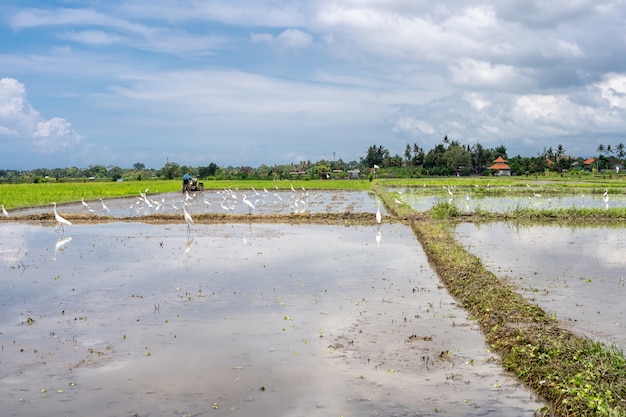 Cigüeñas en un campo de arroz cubierto de agua.