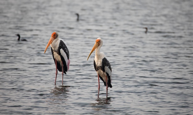 Las cigüeñas pintadas adultas Mycteria leucocephala de pie en un lago