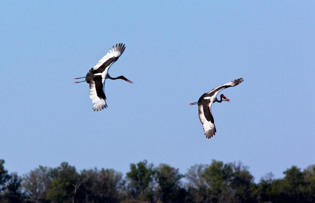 Cigüeñas de Saddlebilled Botswana