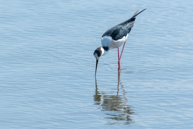 Cigüeñuela alada negra en el agua Himantopus himantopus Cigüeñuela de aves zancudas