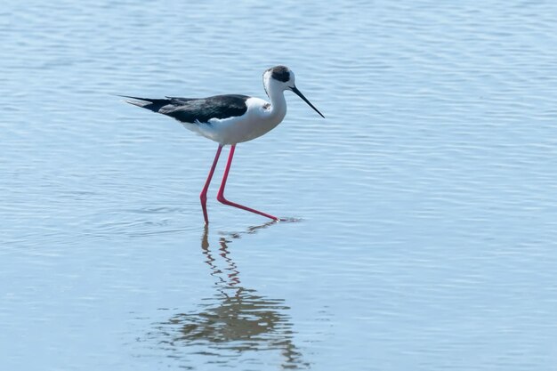 Cigüeñuela alada negra en el agua Himantopus himantopus Cigüeñuela de aves zancudas