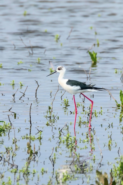 Cigüeñuela de alas negras en aguas poco profundas (Himantopus himantopus)