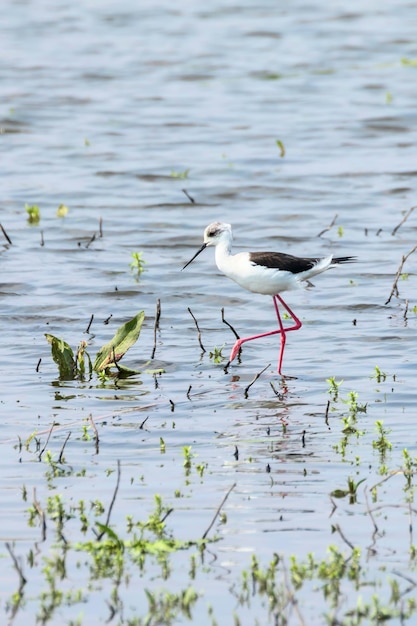 Cigüeñuela de alas negras en aguas poco profundas (Himantopus himantopus)