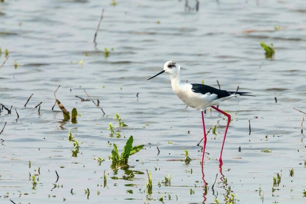 Cigüeñuela de alas negras en aguas poco profundas (Himantopus himantopus)