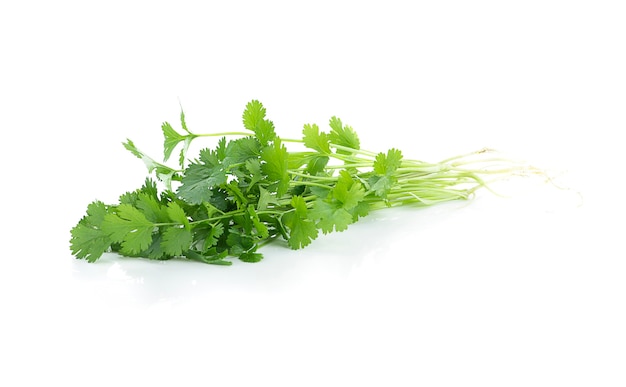 Cilantro aislado en blanco