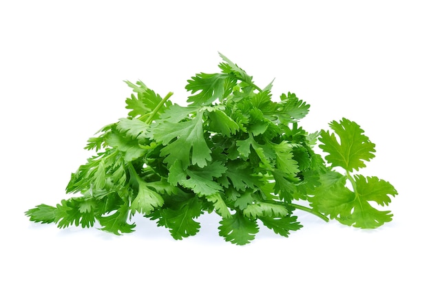 Cilantro aislado en blanco