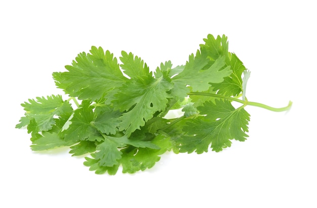 Cilantro aislado en blanco