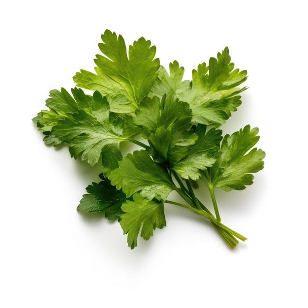 Cilantro aislado sobre fondo blanco IA generativa