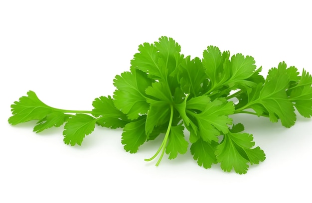 Cilantro aislado sobre fondo blanco.