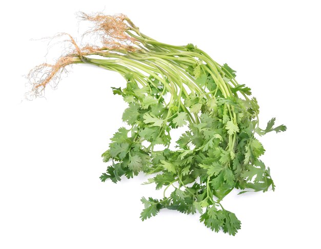 Cilantro aislado