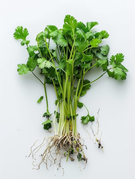 Cilantro Cilantro fresco com raízes anexadas exibindo folhas e raízes por sua extensão