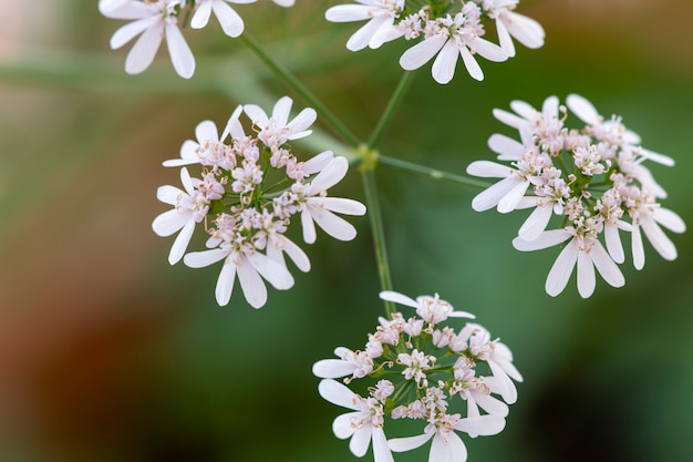 Cilantro (Coriandrum sativum)