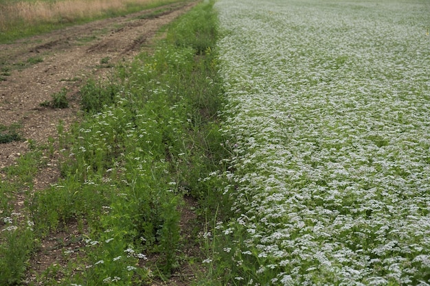 El cilantro florece en el campo