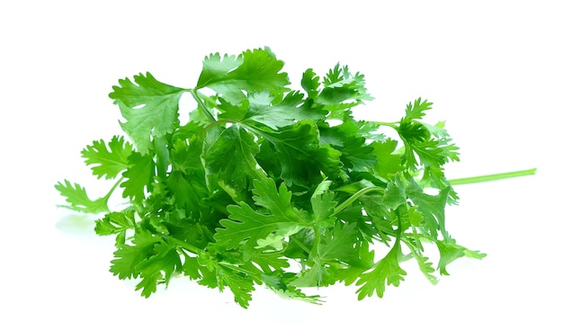 Cilantro fresco sobre blanco