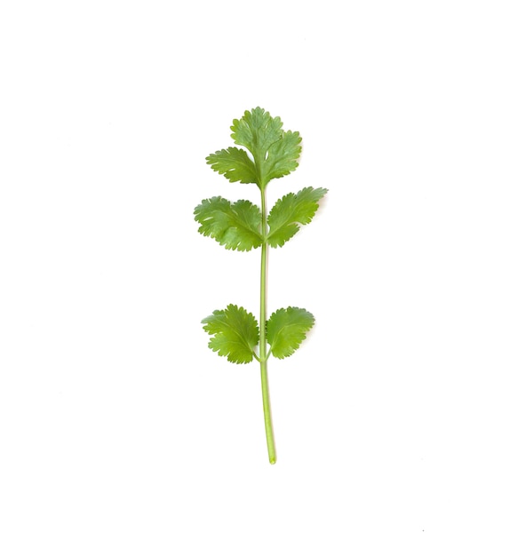 Cilantro de ingrediente vegetal aislado sobre fondo blanco para el diseño en su trabajo.