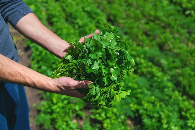 Cilantro en manos de un hombre en el jardín.