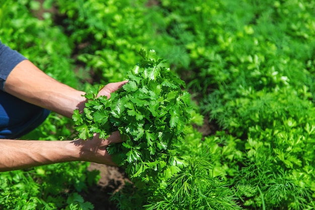 Cilantro en manos de un hombre en el jardín.