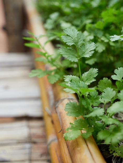 Cilantro orgánico de Asia