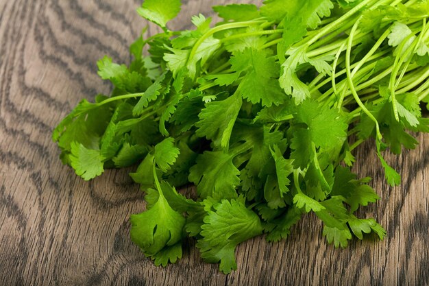 Cilantro