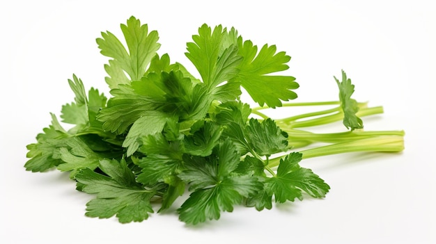 Cilantro