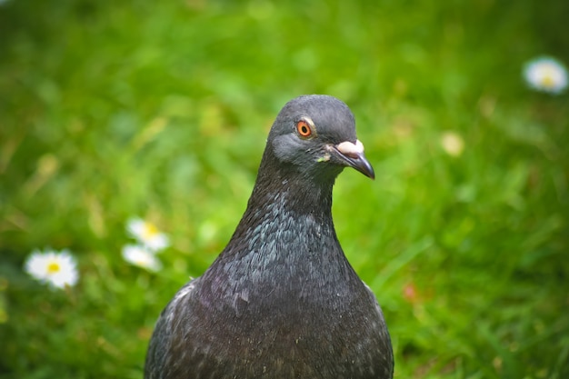 Cima, a, pombo, olhando câmera